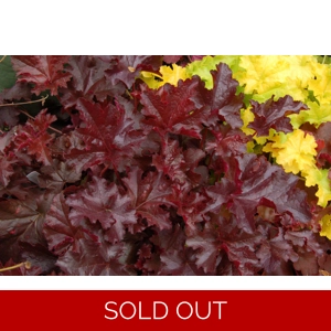 Heuchera 'Chocolate Ruffles'